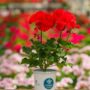 Geranium – Tango Dark Red – 4.5″ Pot